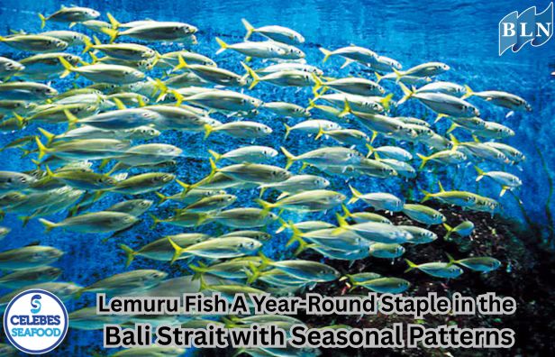 Lemuru Fish: A Year-Round Staple in the Bali Strait with Seasonal Patterns